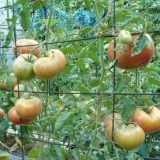 Veliki paradajz: najbolje sorte sa opisima i fotografijama