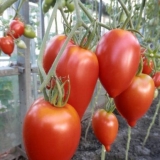 Legenda paradajza tarasenko: opis sorte, fotografija, recenzije