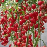 Paradajz u plamenu maline: fotografija, opis sorte, recenzije