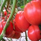 Sibirski paradajz