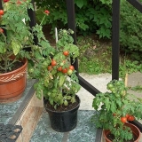 Paradajz u saksijama na ulici