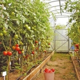 Paradajz u stakleniku