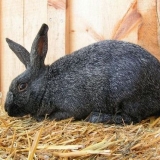 Proljev kod kunića - uzroci i liječenje