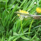 Vrijeme je za uklanjanje korova: uređaji i dodaci koji pojednostavljuju rutinski proces