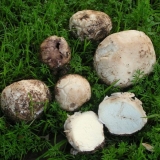 Porkhovka olovno siva: opis i fotografija, jestivost