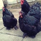 Rasa pilića cochinhin: držanje i uzgoj