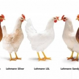 Rasa pilića je lomljeno smeđa: opis, sadržaj