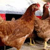 Slomljena smeđa pasmina pilića: prednosti i nedostaci, opis, karakt...