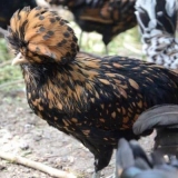 Padova pasmina pilića - opis i karakteristike