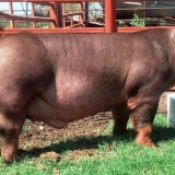 Duroc pasmina svinja - opis, karakteristike