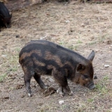 Karmaly pasmina svinja - opis, karakteristike