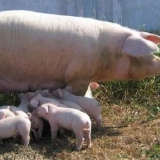 Landrace pasmina svinja - opis, karakteristike