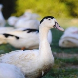 Pasmina pataka mulard