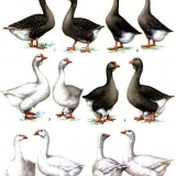 Pasmine gusaka za kućni uzgoj