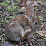 Pasmine zečeva za kućni uzgoj: karakteristike + fotografija