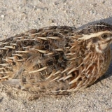 Pasmine prepelica: karakteristike sa fotografijama