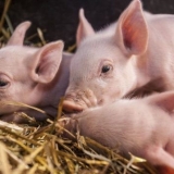 Prasad kašalj: uzroci