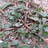 Vrt portulaka - kako izaći iz bašte