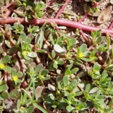 Vrtni portulak: zdravstvene prednosti, fotografija