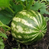 Sadnja lubenica na otvorenom terenu