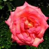 Sadnja hibridnih čajnih ruža u proljeće