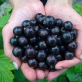 Sadnja sadnica crne ribizle u proleće