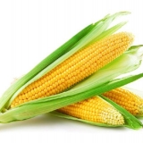 Tehnologija sadnje i uzgoja kukuruza šećerca