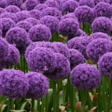 Sadnja i njega ukrasnog luka na otvorenom polju