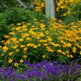 Sadnja i briga za heliopsis na otvorenom polju