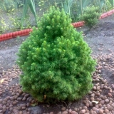 Sadnja i njega kanadskog bora