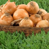 Sadnja i njega zimskog luka