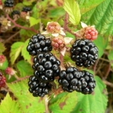 Sadnja i njega baštenske kupine: 5 zlatnih pravila