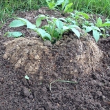 Sadnja i uzgoj krompira po kineskoj tehnologiji