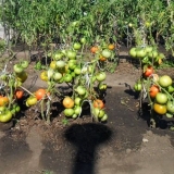 Sadnja i uzgoj paradajza prema metodi i.m. Maslova