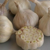 Sadnja prolećnog belog luka u proleće na otvorenom tlu