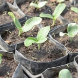 Sadnja tikvica u sadnice otvorenog tla