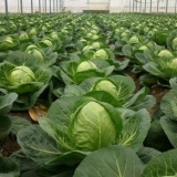 Sadnja kupusa na otvorenom tlu sa sadnicama prema lunarnom kalendaru