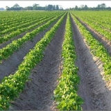 Sadnja krompira na holandski način: šema