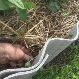 Sadnja krompira po metodi galine kizime