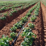 Sadnja krompira metodom mitlider