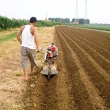 Sadnja krompira ispod hodnog traktora