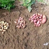 Sadnja krompira sa sjemenkama