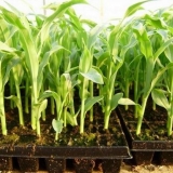 Sadnja kukuruza za sadnice