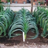 Sadnja praziluka za rasad