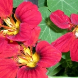 Sadnja sjemena nasturcija u zemlju