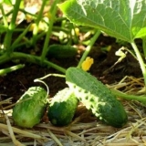 Sadnja krastavaca u julu