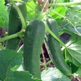 Sadnja krastavaca u maju