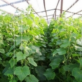 Sadnja krastavaca u stakleniku sa sjemenkama