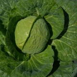 Sadnja ranog kupusa u otvorenom tlu