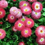 Sadnja sadnica cveća u februaru